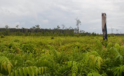 Indonesian peat forest which burned in 2015 Indonesian peat forest which burned in 2015